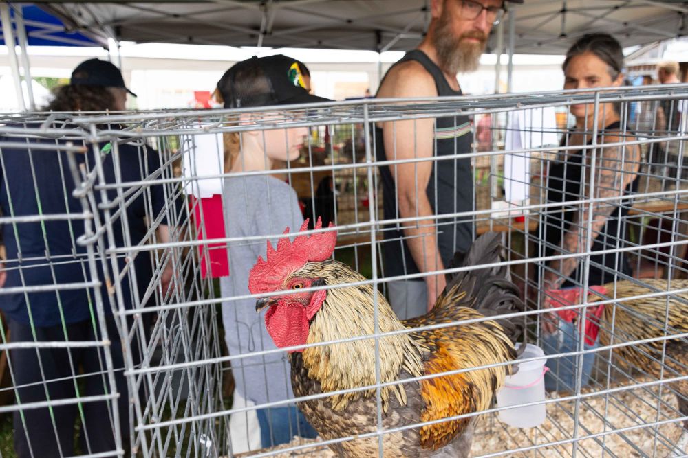 Fergus Fall Fair stays true to rural roots while entertaining thousands post image