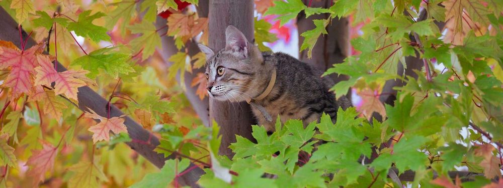 New study pinpoints number of birds killed by cats each year post image