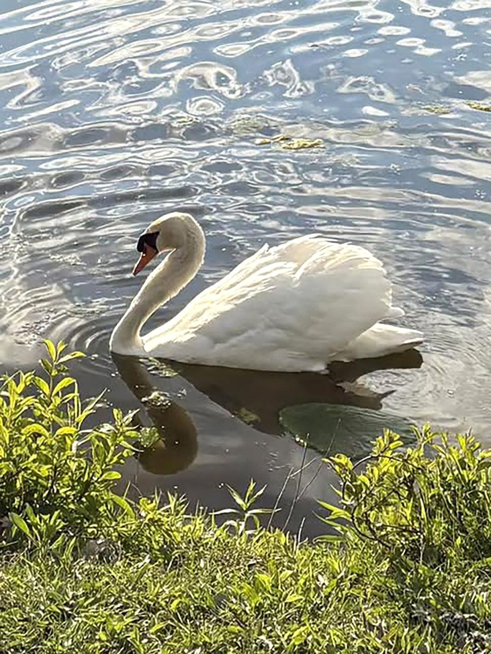 Community mourns beloved Millage Pond swan post image