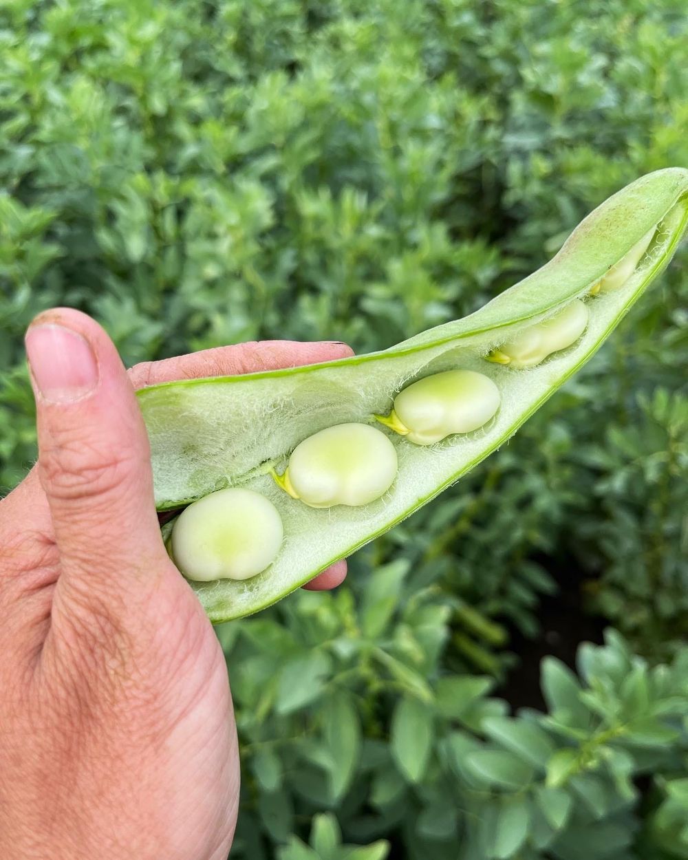 Elora farmer cultivates potential in ancient crop post image