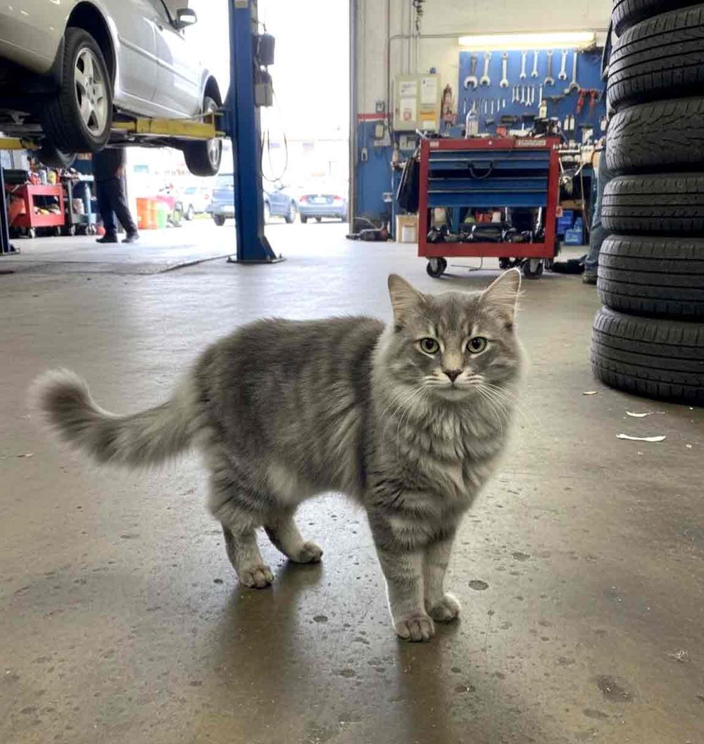 Smokey the cat looking for his forever home post image