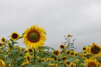 Sunflower festival cancelled post image