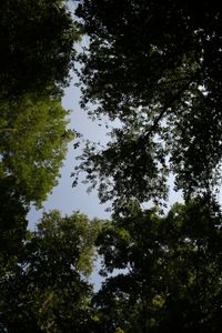 Wellington North’s trees have more protection with new bylaws post image