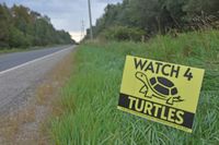 Multiple turtles killed near Fergus roundabout post image