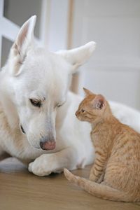 Keeping pets safe in the winter  a priority for local veterinarian post image