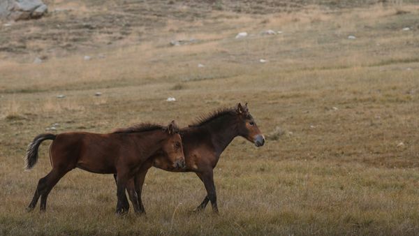 Erin council recognizes equine industry as key to town’s identity post image