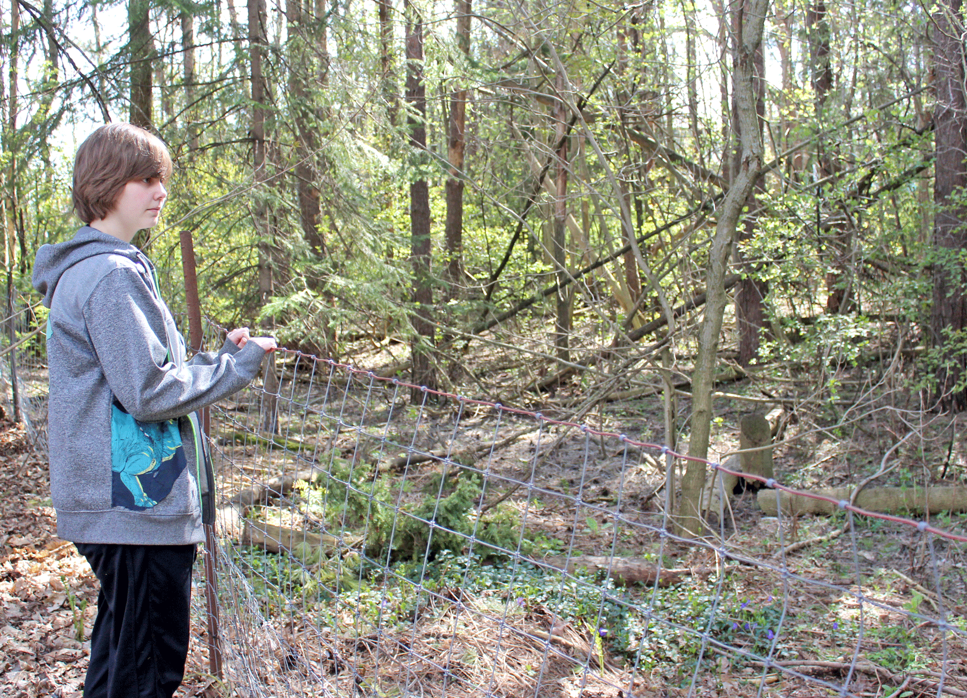Developer one step closer to controversial plans for Arthur forest post image