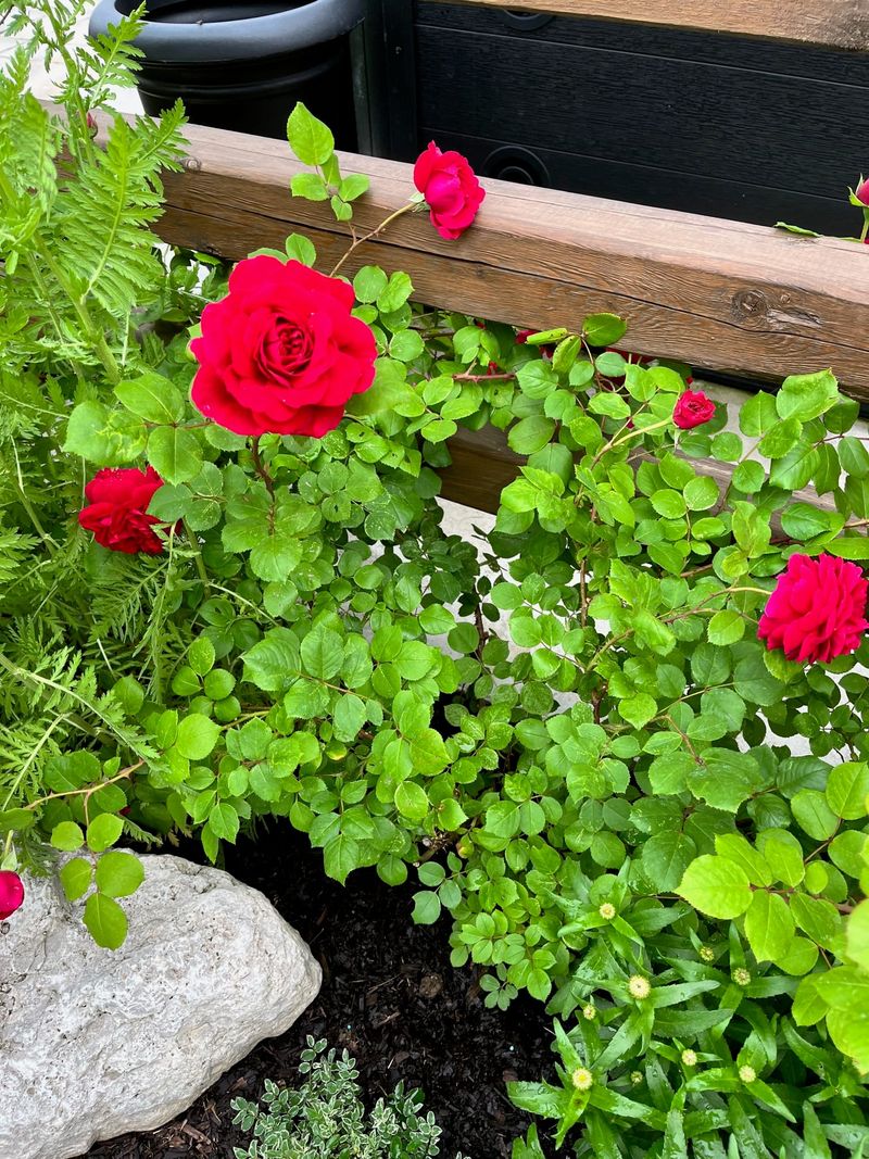 What’s wrong with my newly planted roses? post image