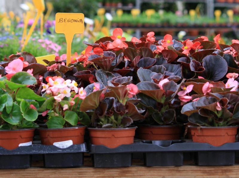 Fergus and District Horicultual Society hosting annual plant sale post image