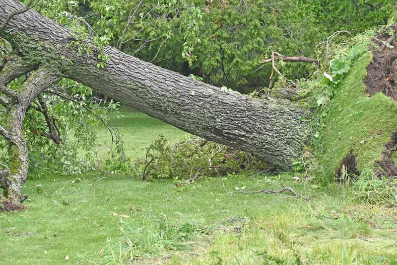 Wild winds - but not a tornado - hit area on Thursday night post image