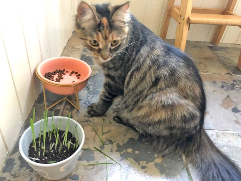 Feline-friendly flowers for your garden post image