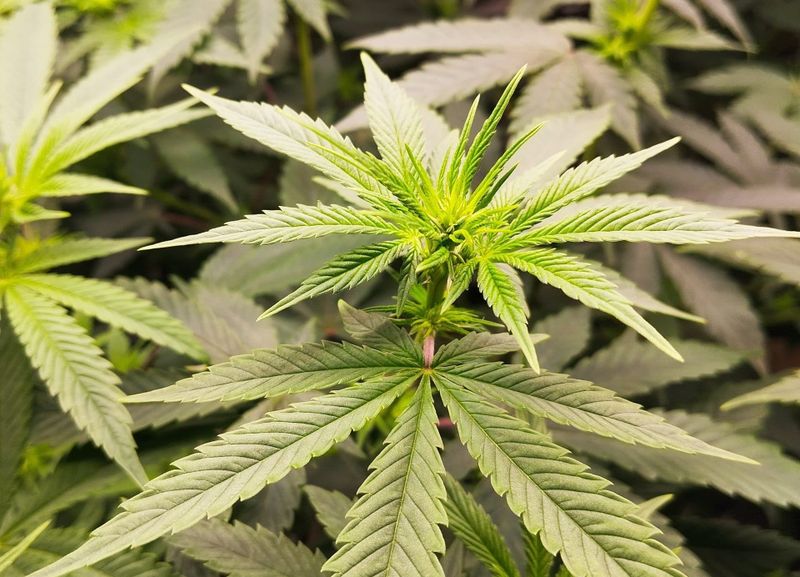 Moorefield resident, business owner hope to open pot shop in village post image