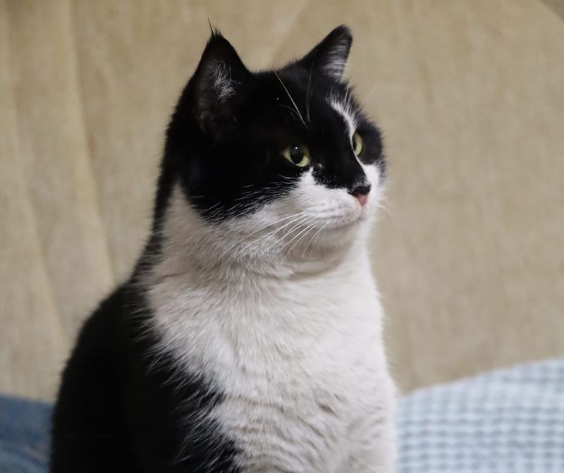 Humane society calling for donations to support 24 cats post image
