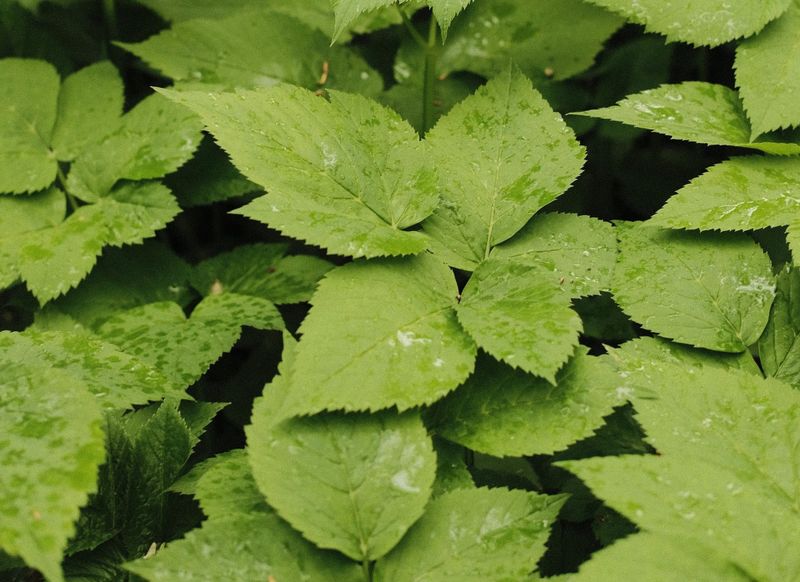 OPINION: Taking on another summer of goutweed post image