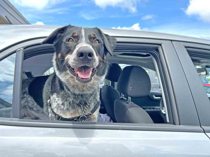 Never leave pets in hot vehicles, GHS warns owners post image