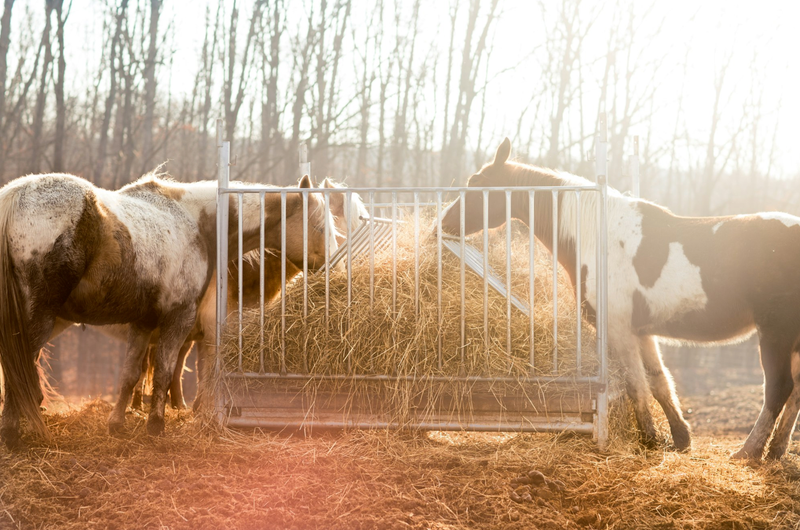 Hay is for horses post image