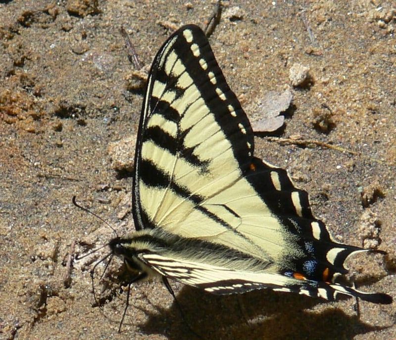 Enjoy dragonfly, insect and butterfly workshops at the Arboretum in July post image