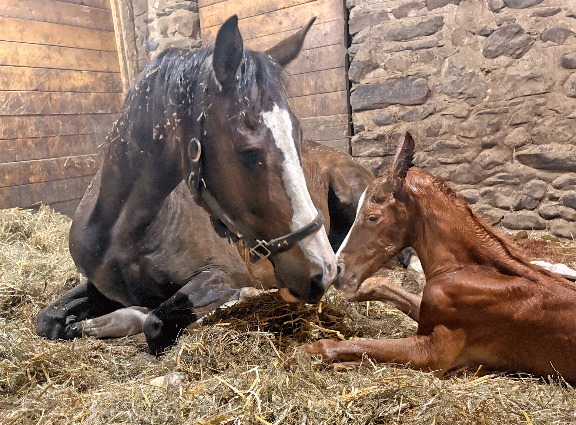 Belwood’s Lookout Farm to host Hanoverian mare, foal inspection post image