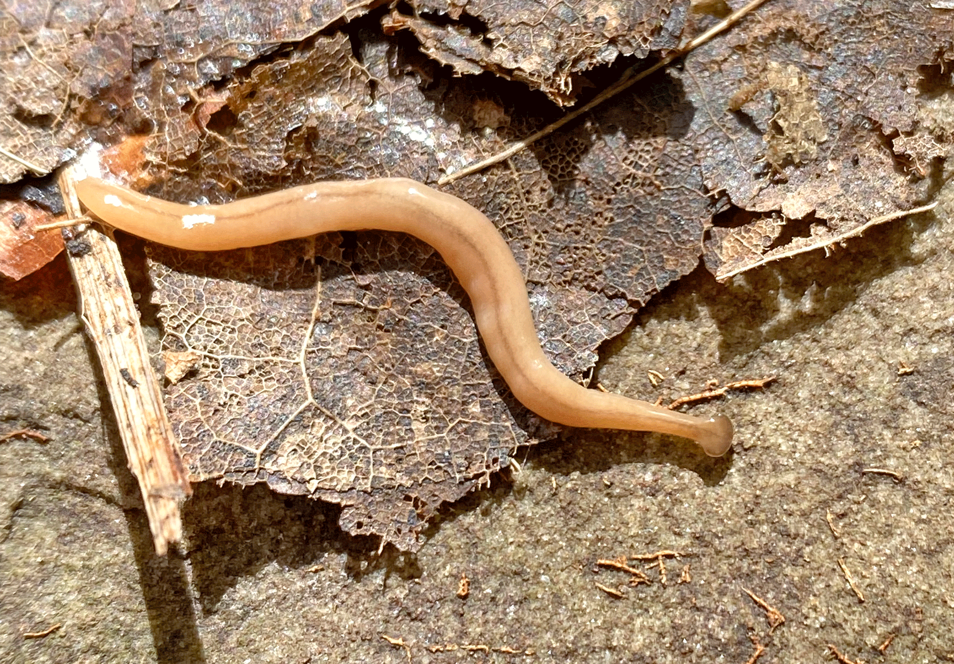 Hammerhead worms invade local ecosystems post image