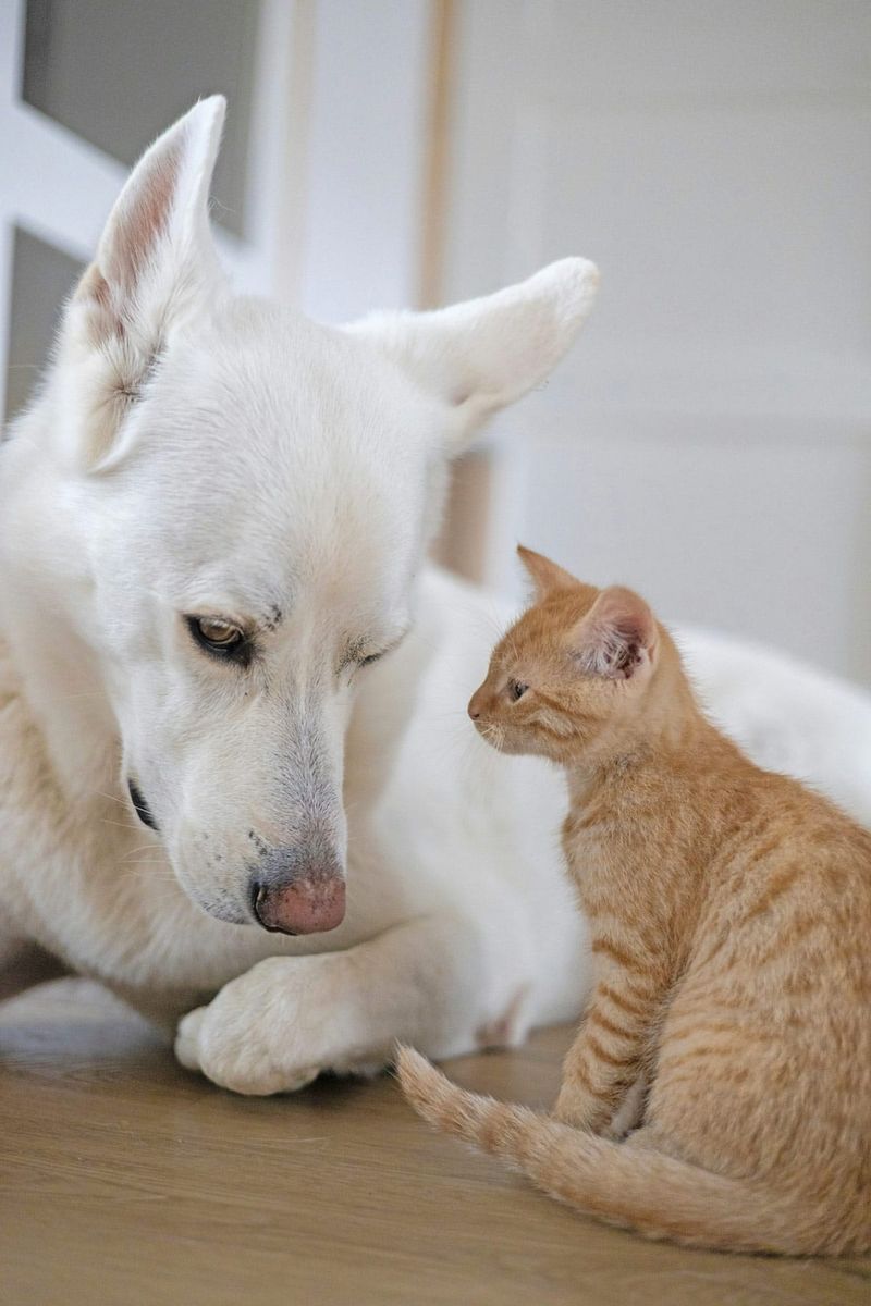 Keeping pets safe in the winter  a priority for local veterinarian post image