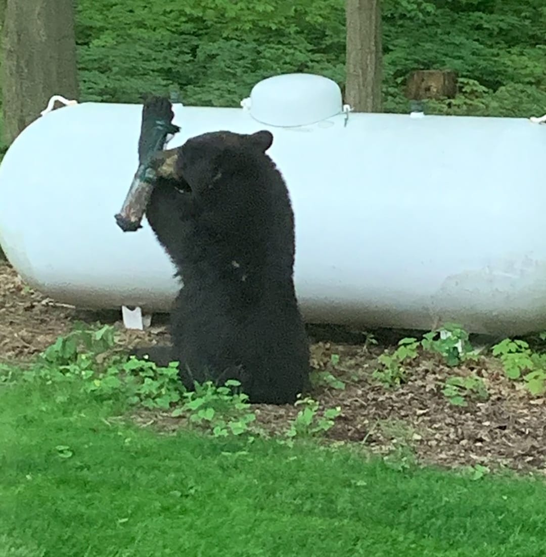 Police issue warning, offer tips after black bear sightings