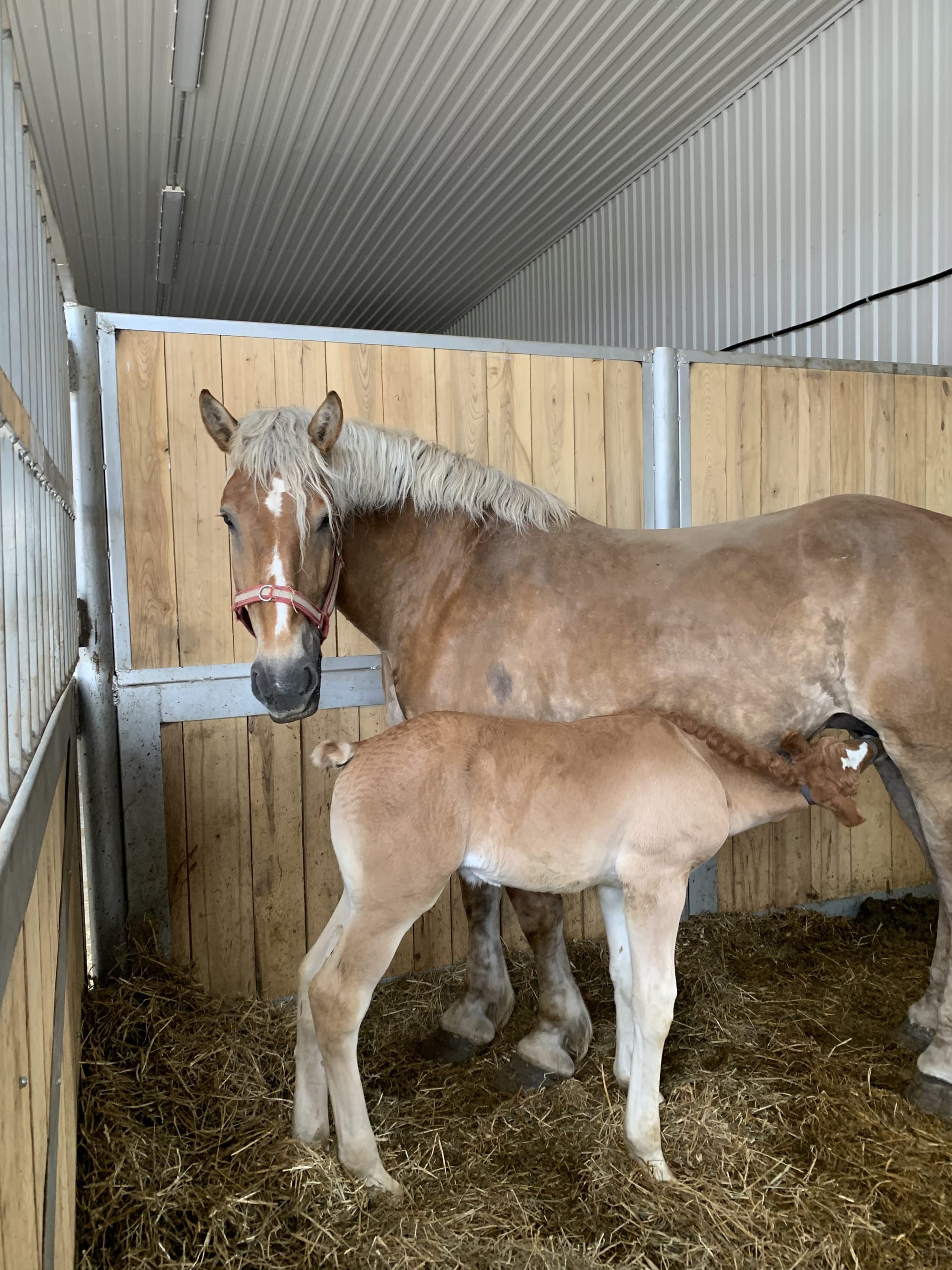 Belgian horses to be celebrated at Horse Day Erin