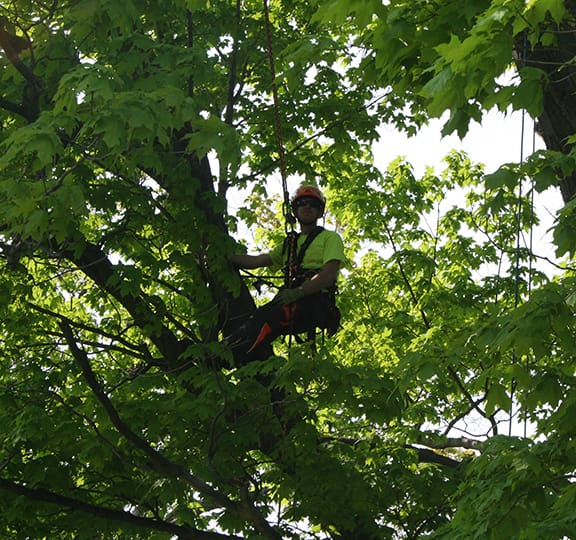 Program aims to create carbon  offset to preserve/plant local trees