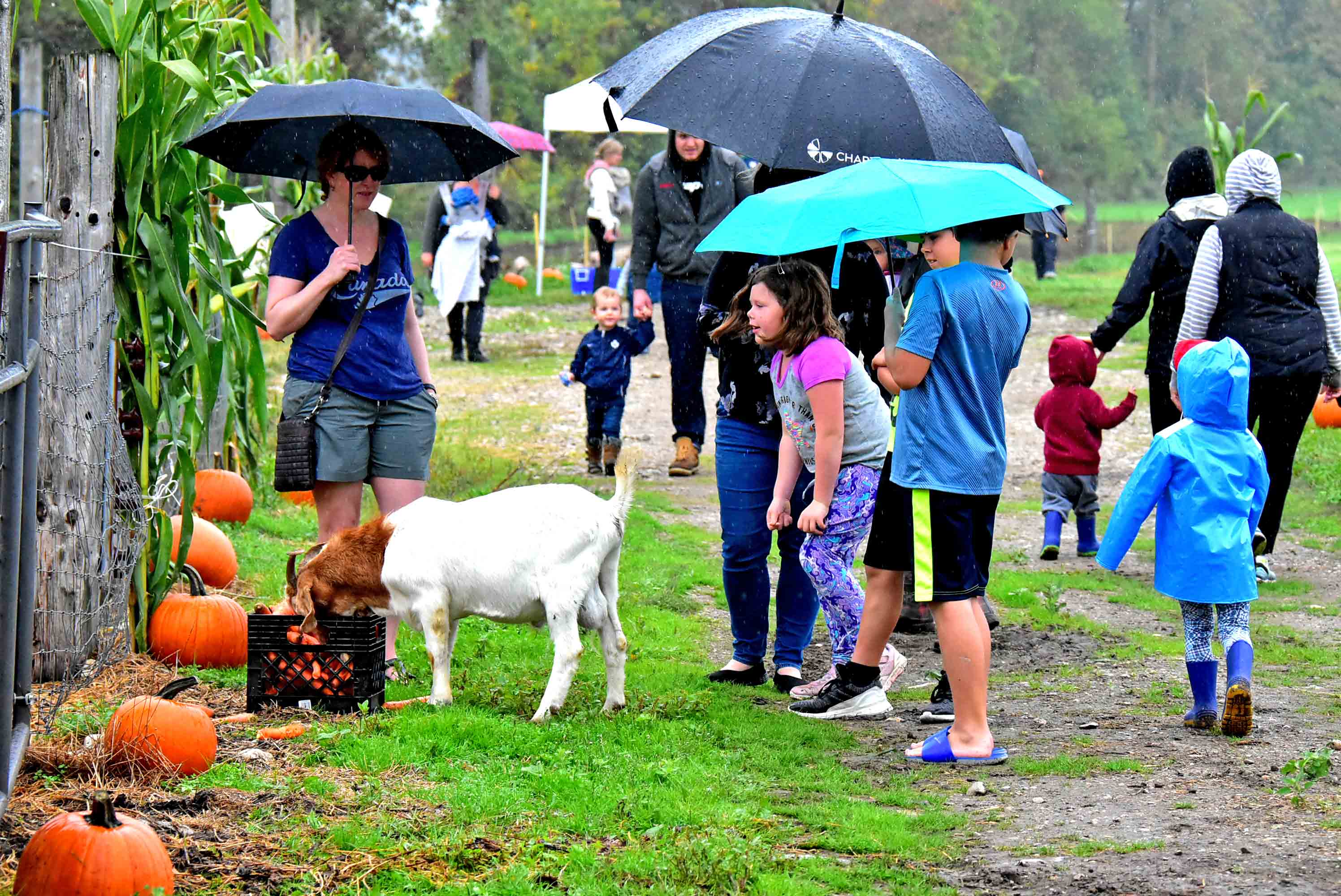Wellington Rural Romp had a busy weekend
