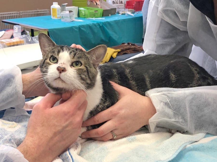 Humane Society takes in 105 cats from one home