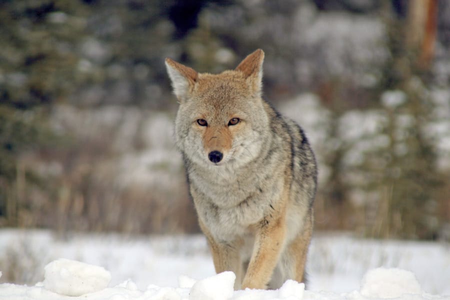 Coyote precautions advised