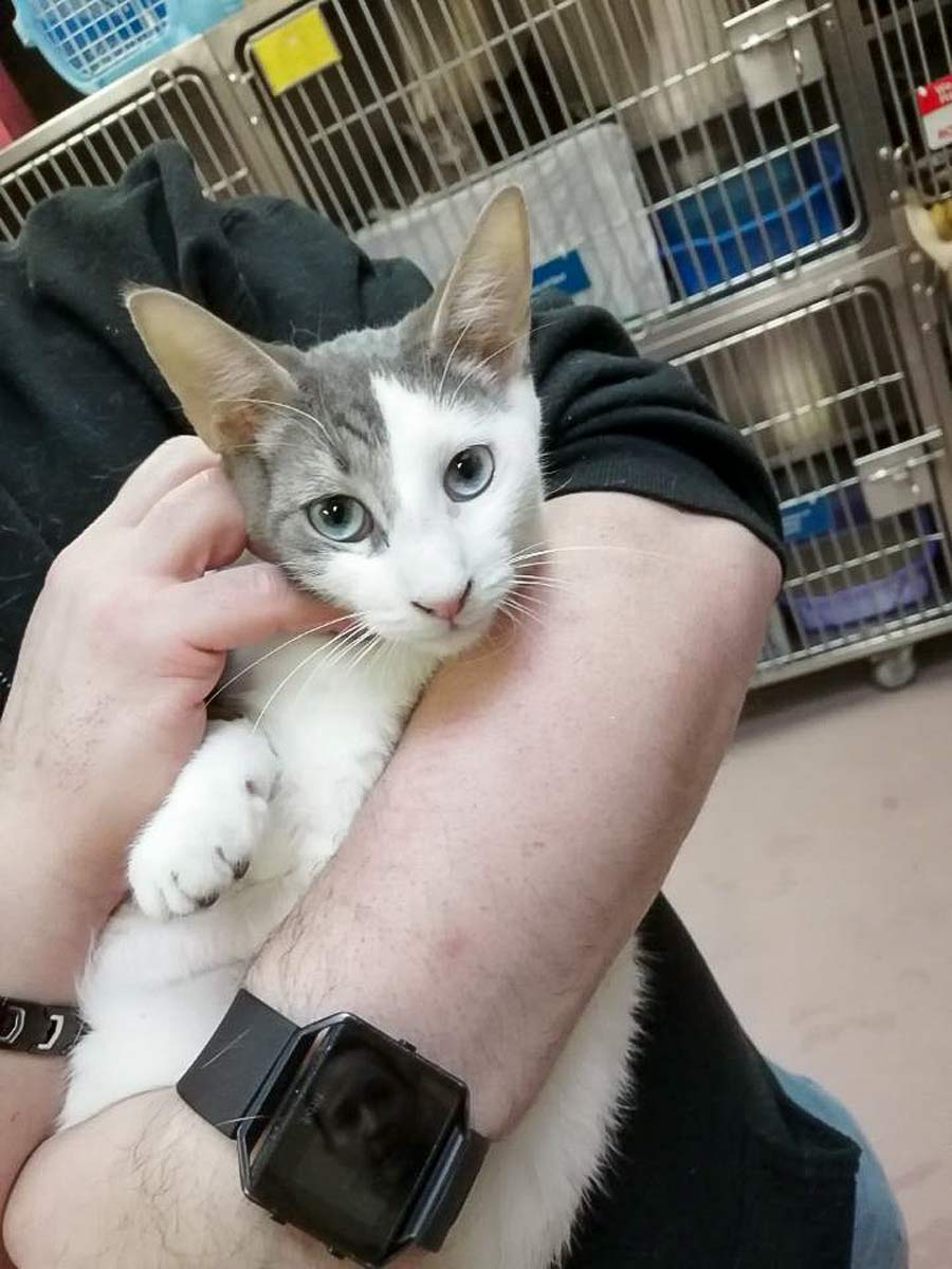 Eleven of 105 surrendered cats ready for adoption