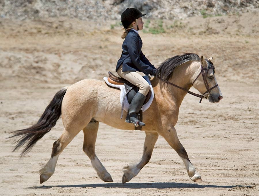 Once bit, twice shy is not the case according to research study