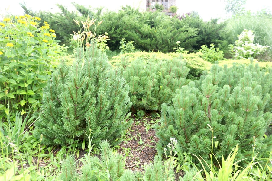 Gardening on a hill requires planning, fortitude - and good golf cleats