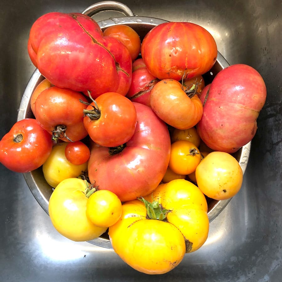 Try growing heirloom tomatoes this year