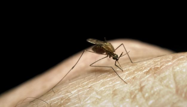 Health unit has started its regular mosquito larvicide program