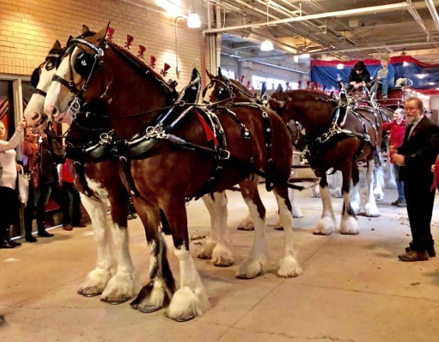 Royal Agricultural Winter Fair cancelled due to COVID-19