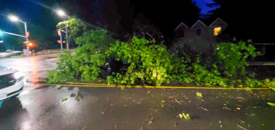 Downed tree damages car at Fergus intersection