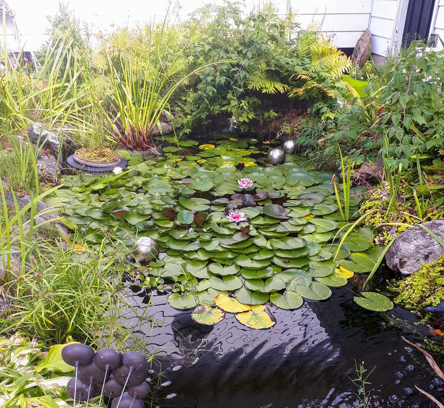 Water gardening has its own fascination