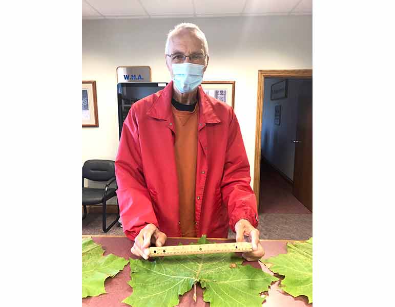 Fergus resident measures tree health in over-sized leaves