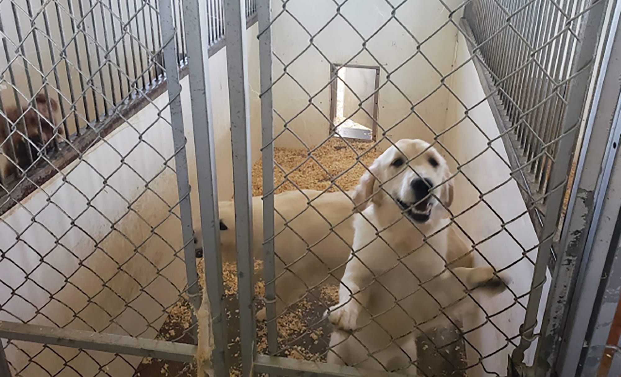 Minto officials: no problems revealed during surprise kennel inspections