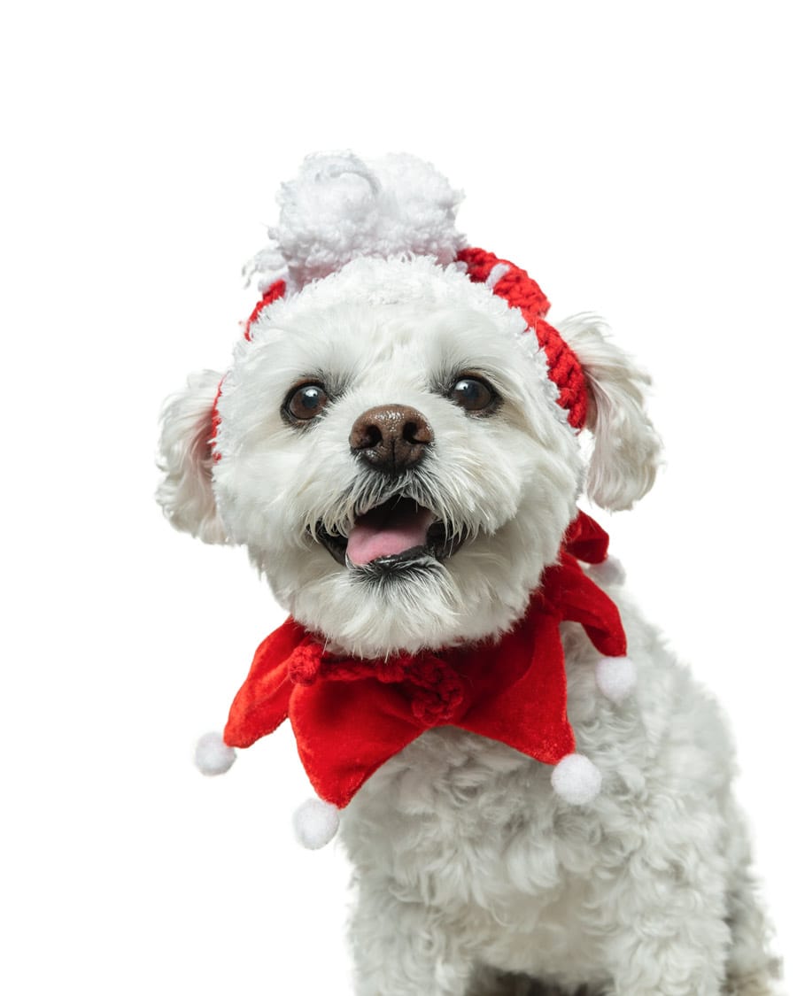 Corporate sponsors matching donations to Guelph Humane Society until Dec. 31