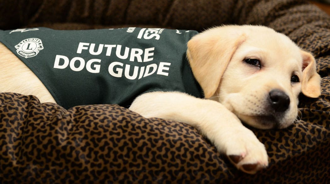 Fergus Walk for Dog Guides goes online again