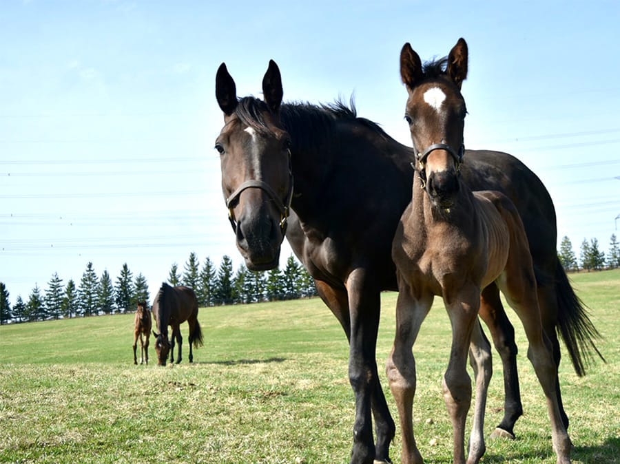 Mares and foals: adding value to the local landscape