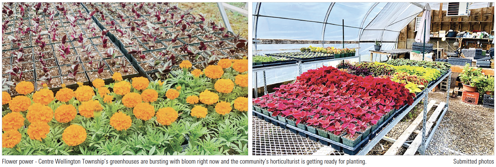 Bring on the blooms: Centre Wellington greenhouse gearing up for season