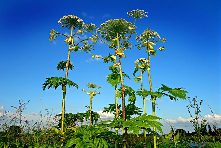 Days numbered for Wellington  County’s noxious weeds