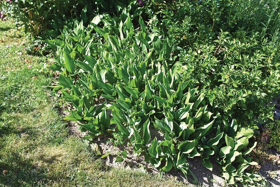 OPINION: Attack of the space invaders: invasive plants take over