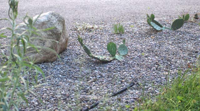 Lots of plants but nowhere to plant them?