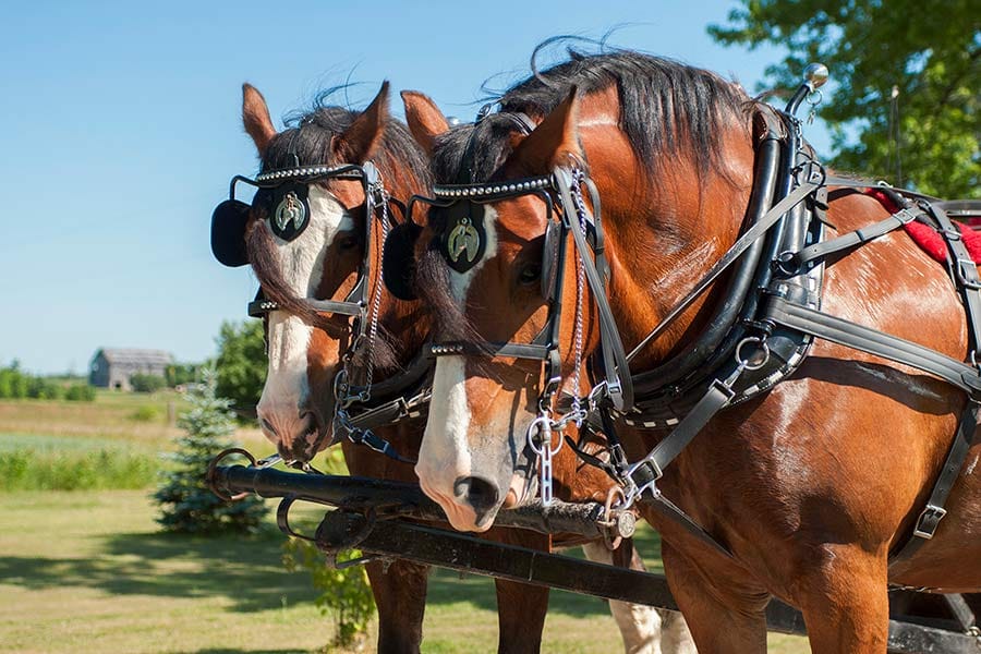 Windy Acres: it takes a team to build a horse business