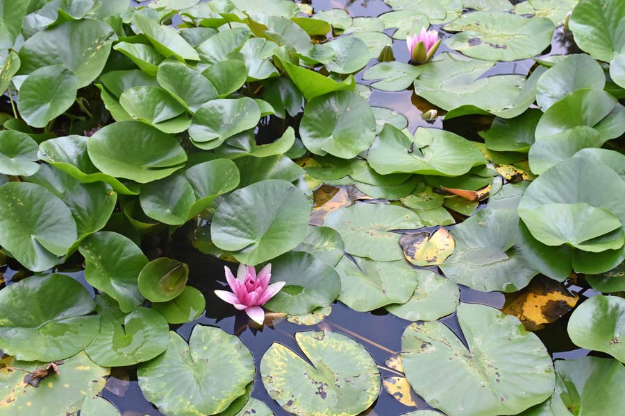 Museum is closed - but check out the gardens