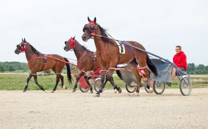 Return to harness racing spurs industry optimism